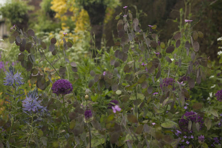 Fresh seed cases of lunaria provide a coppery foil to alliums and camassia at Great Dixter.