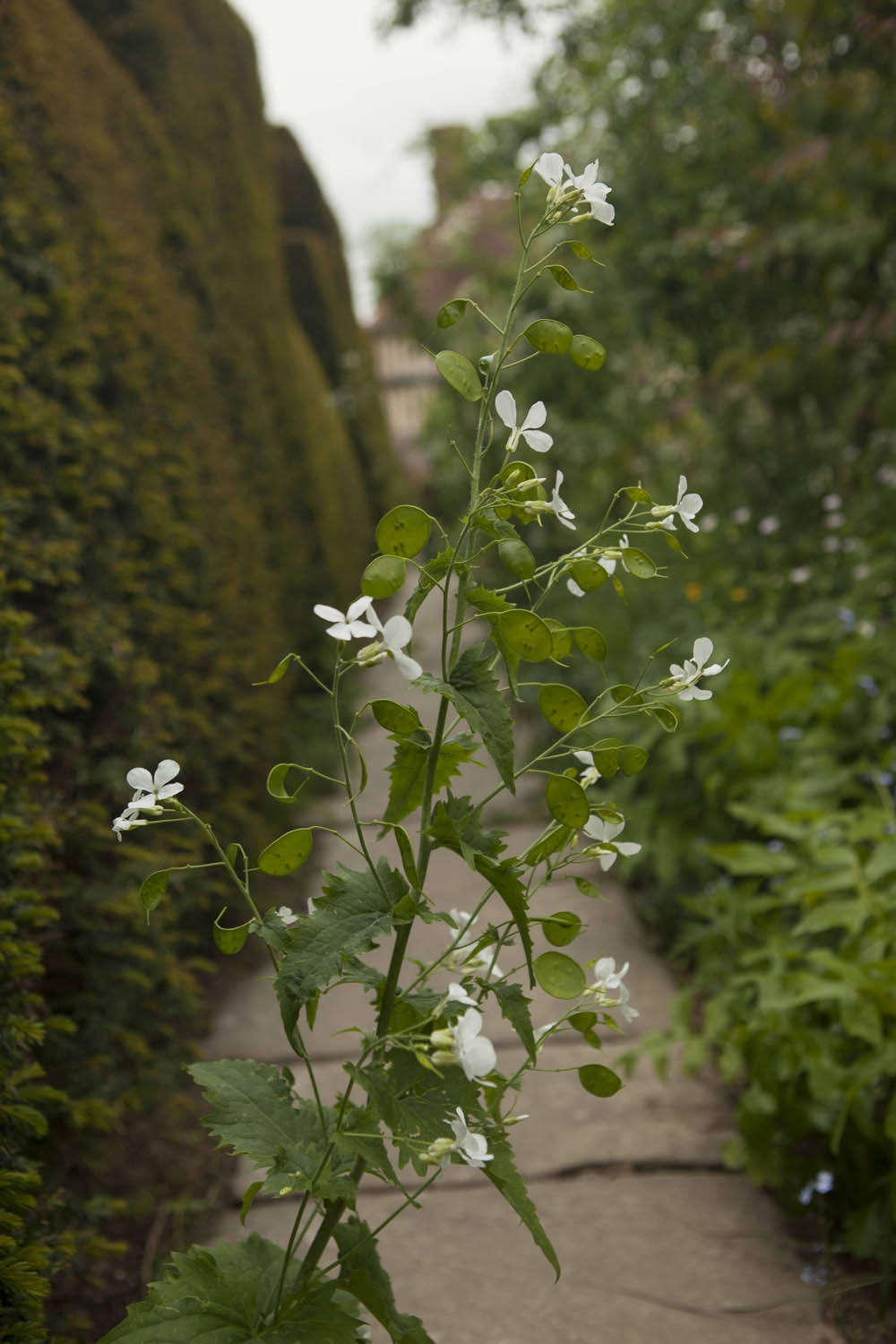 Lunaria that has self-seeded between a hedge and a path at Great Dixter.