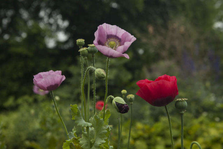 Mix and match opium poppies. Photograph by Jim Powell.