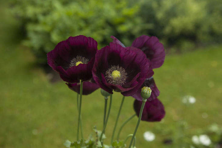 Deep plum-purple opium poppies at Oxford Botanic Garden. Photography by Jim Powell for Gardenista, from Gardening \10\1: Opium Poppy.