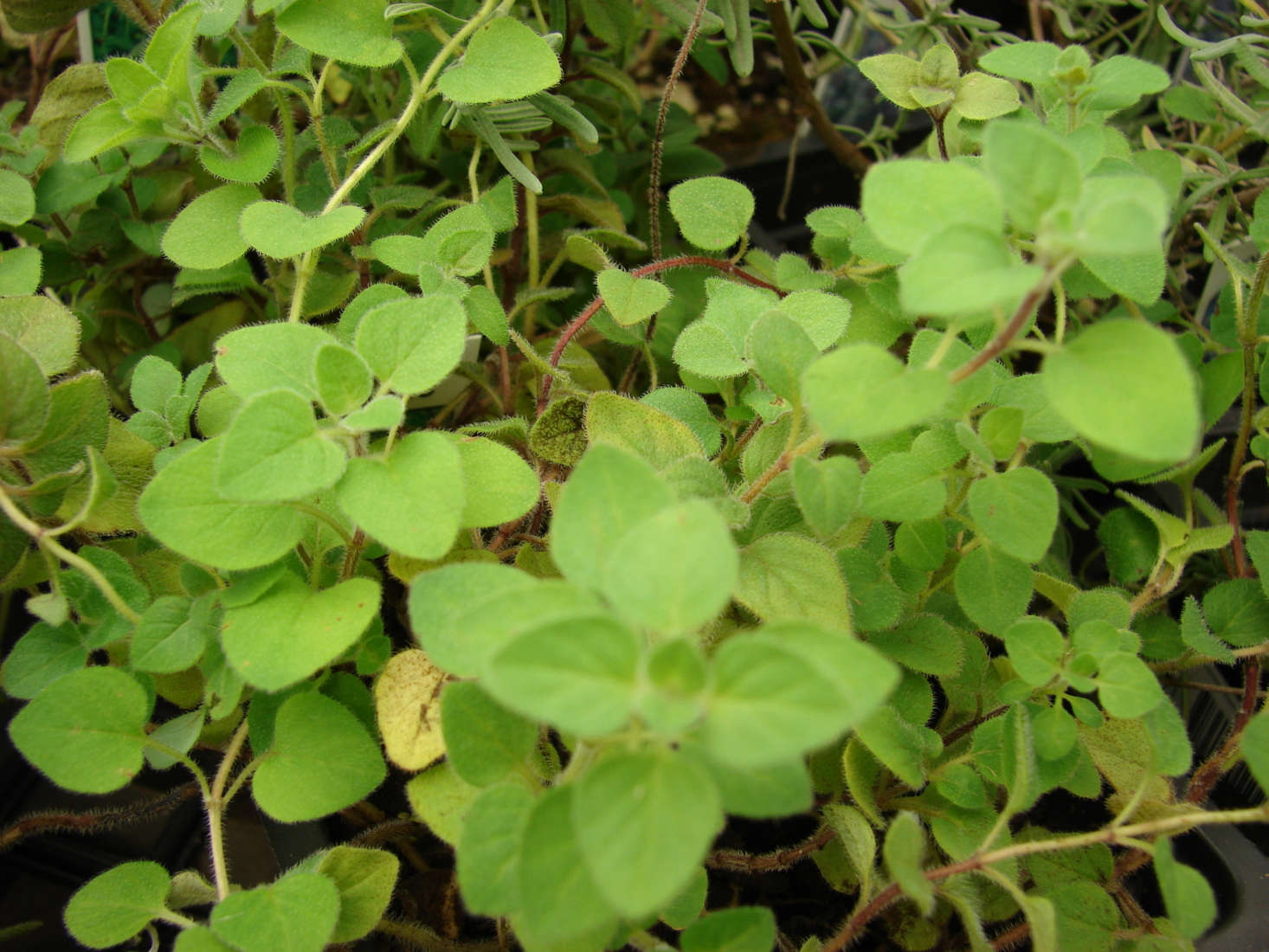 Greek oregano (O. vulgare hirtum). Photograph by Forest and Kim Starr via Wikimedia.