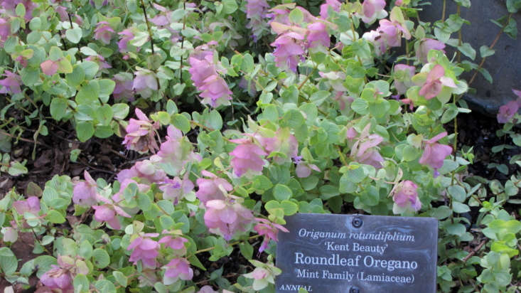 Ornamental oregano &#8\2\16;Kent Beauty&#8\2\17;. Photograph by Cultivar4\13 via Flickr.