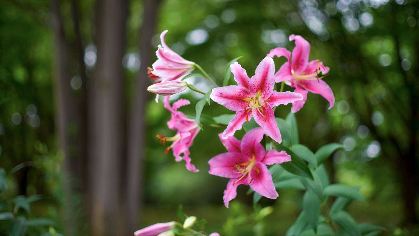 Oriental lily. Photograph by Takashi M via Flickr.
