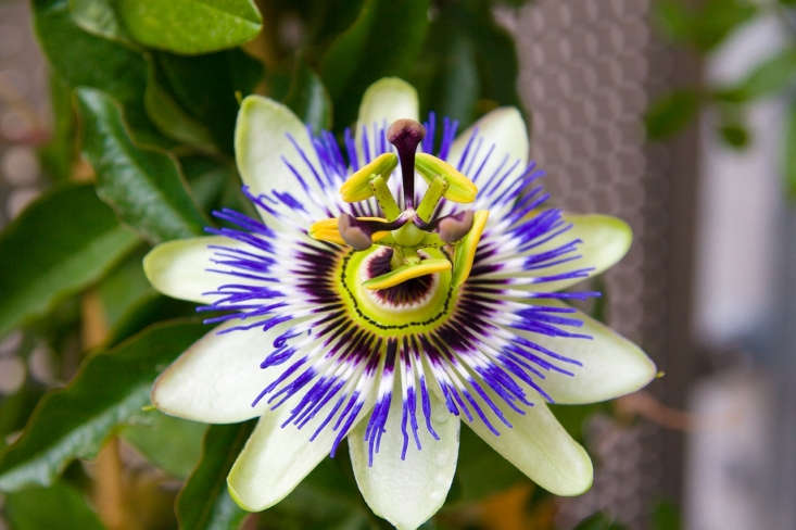 Passiflora caerulea or blue passionflower is hardy in USDA zones 7 to 8 but can survive zone 6 if it is planted in a protected location and heavily mulched in late fall before severe winter weather sets in. Photograph by André Zehetbauer via Flickr.