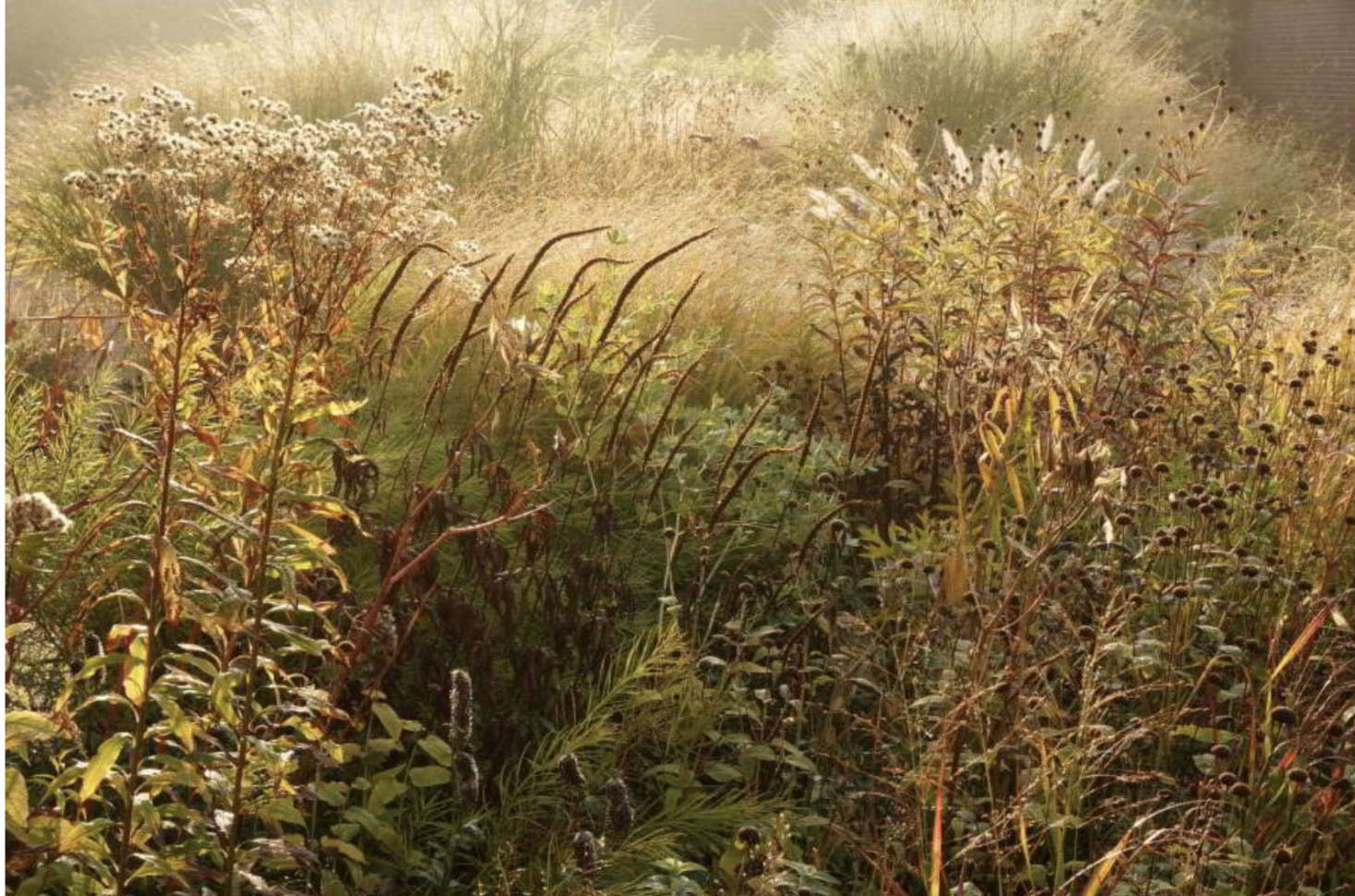 Perhaps the biggest challenges of capturing the magic of a garden on film are the everchanging weather and the ephemeral nature of plants.