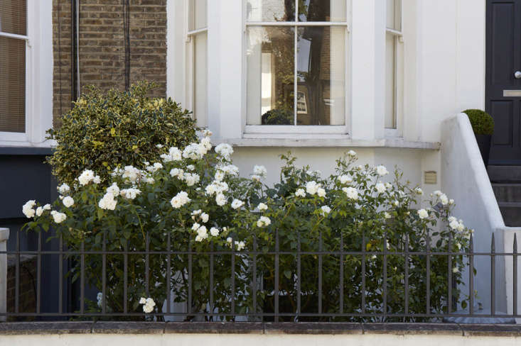 &#8\2\16;Iceberg&#8\2\17; roses bloom in front of a variegated holly.