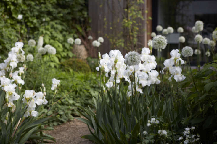 Garden designer Sheila Jack&#8\2\17;s own garden in London features a white and green palette. Photograph by Britt Willoughby Dyer for Gardenista, from Designer Visit: Sheila Jack&#8\2\17;s White Garden in West London.