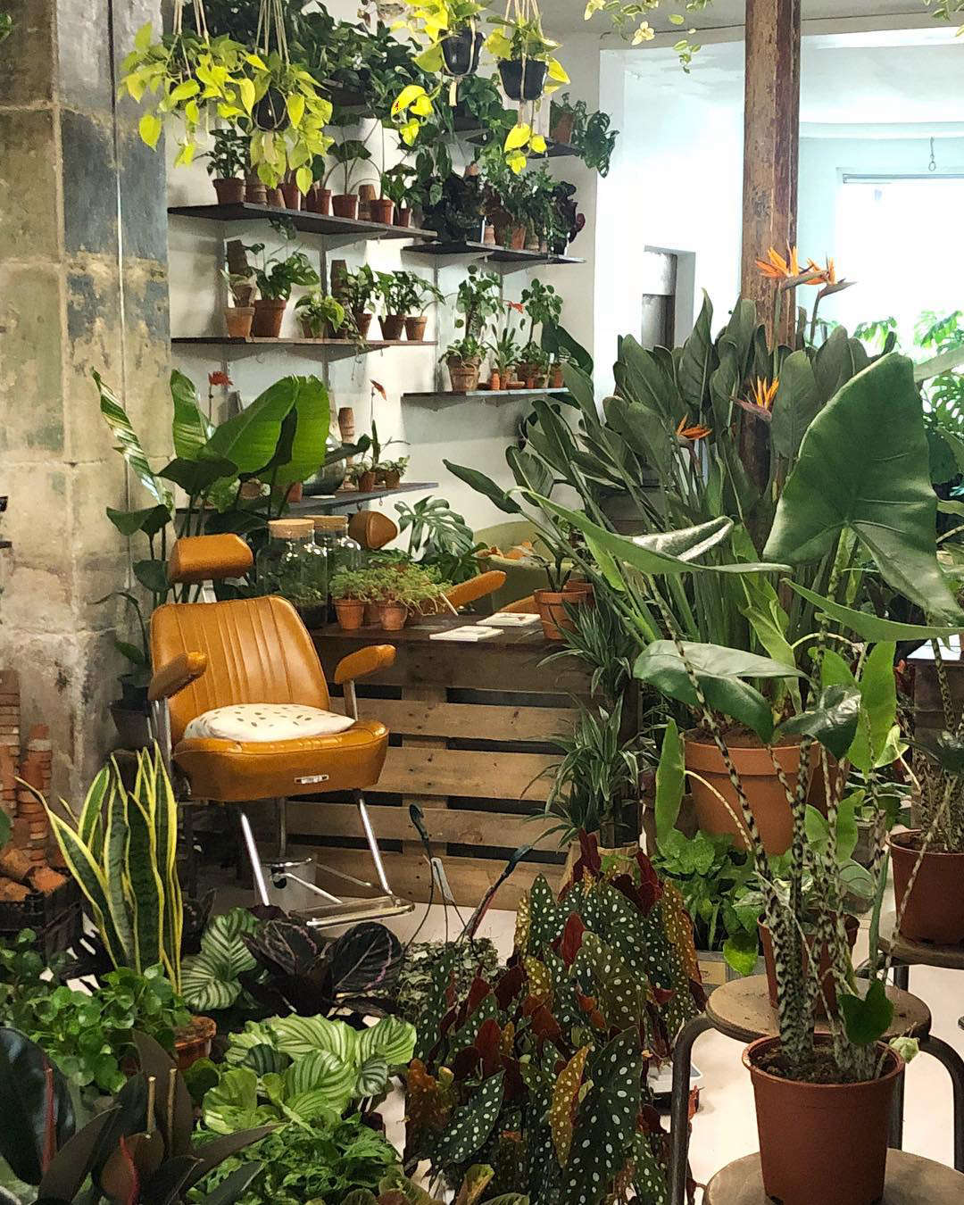 Wooden pallets have been put to use as room dividers and plant shelves. The salon has two chairs, but will increase to six at the new location.