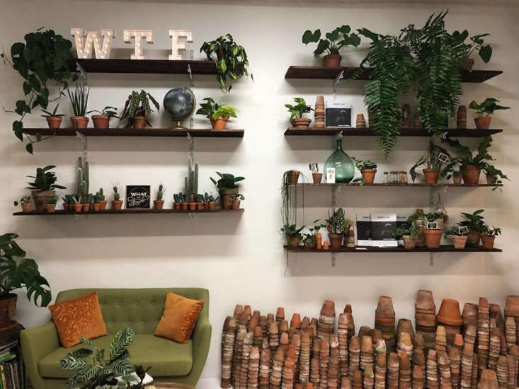 Plant-lined shelves and weathered terracotta planters decorate the entryway at What the Flower.