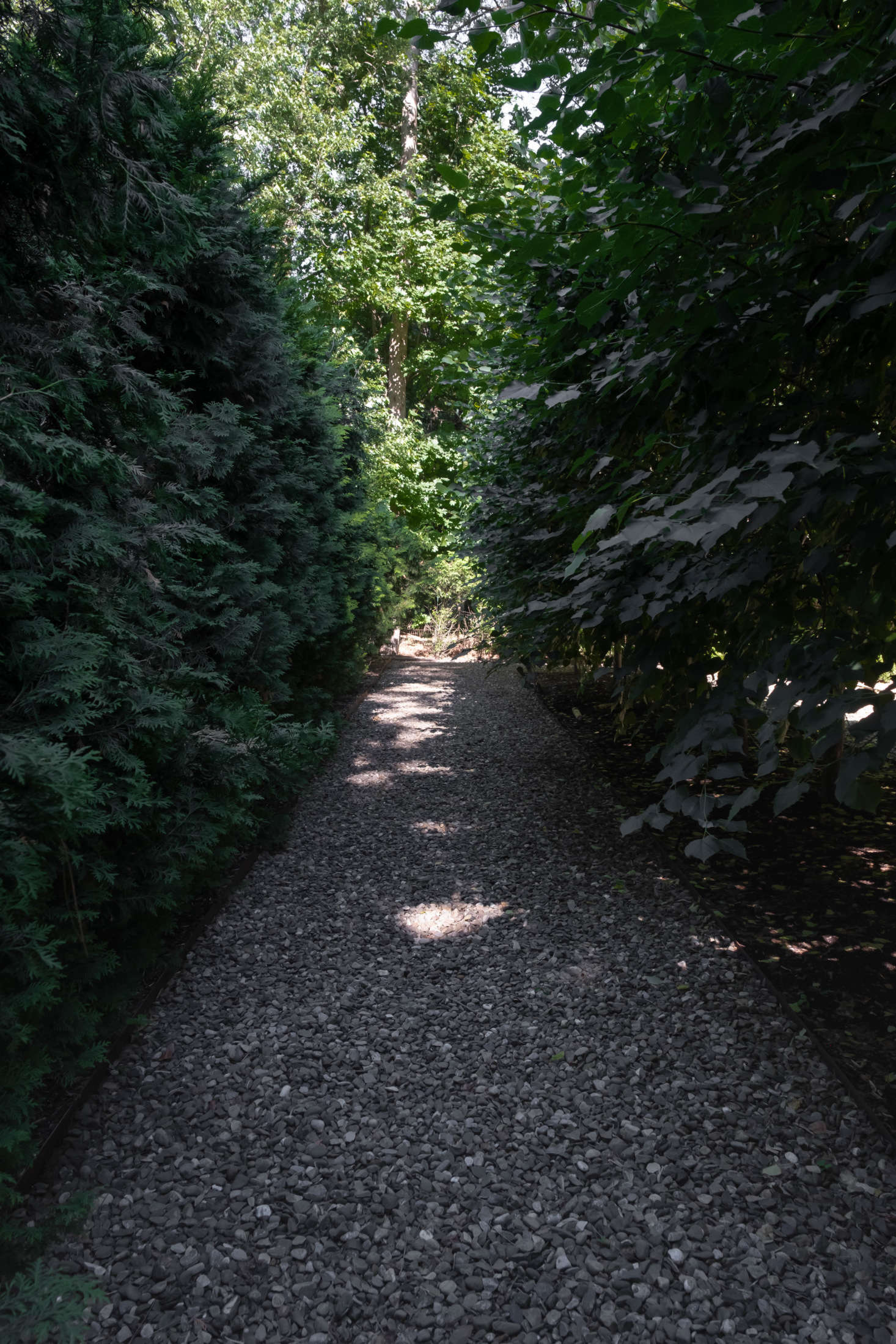 Two rows of pleached linden trees form a sun-dappled allée along the very back of the garden, and allow for extra privacy.