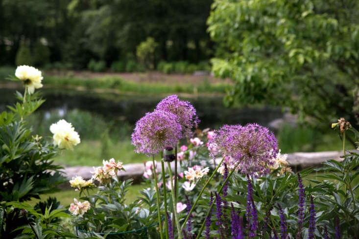 A closer look: alliums, salvia, and peonies. Photograph by Justine Hand.