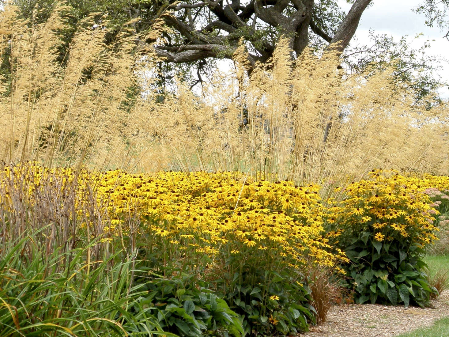 Black-eyed Susans bloom against an airy backdrop of Stipa giganta at Ragley Hall in Warwickshire, England. Photograph by Amanda Slater via Flickr.