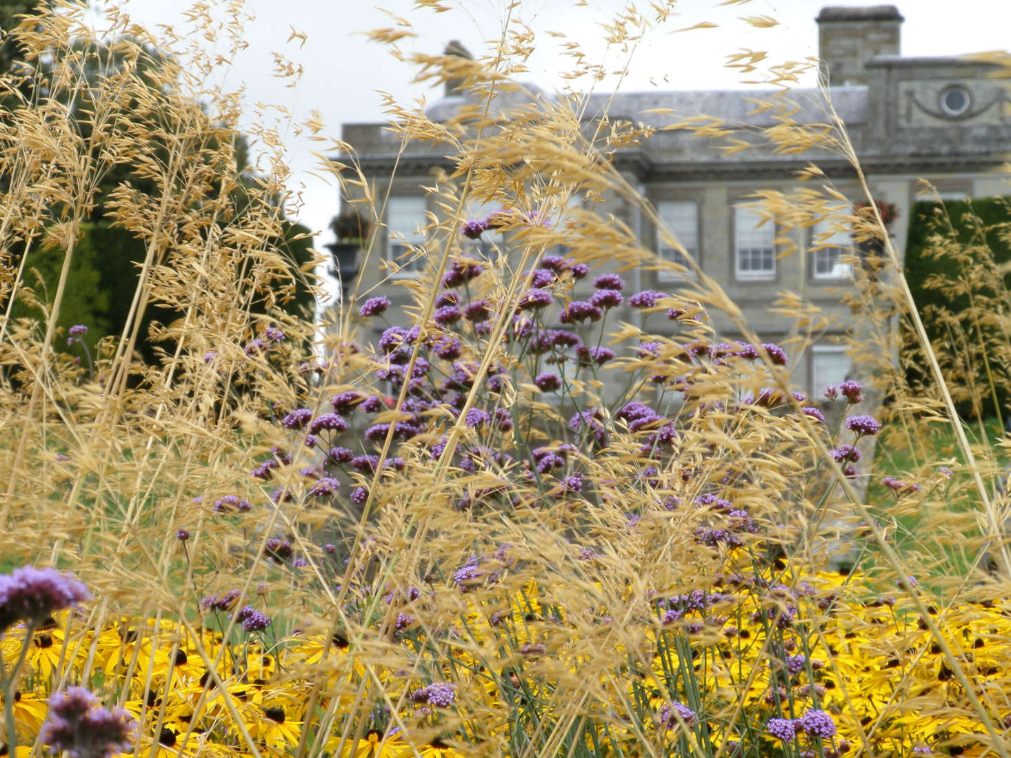Yellow and purple: a happy combination. Here black-eyed Susans mingle with Verbena bonariensis against a backdrop of Stipa. Photograph by Amanda Slater via Flickr.