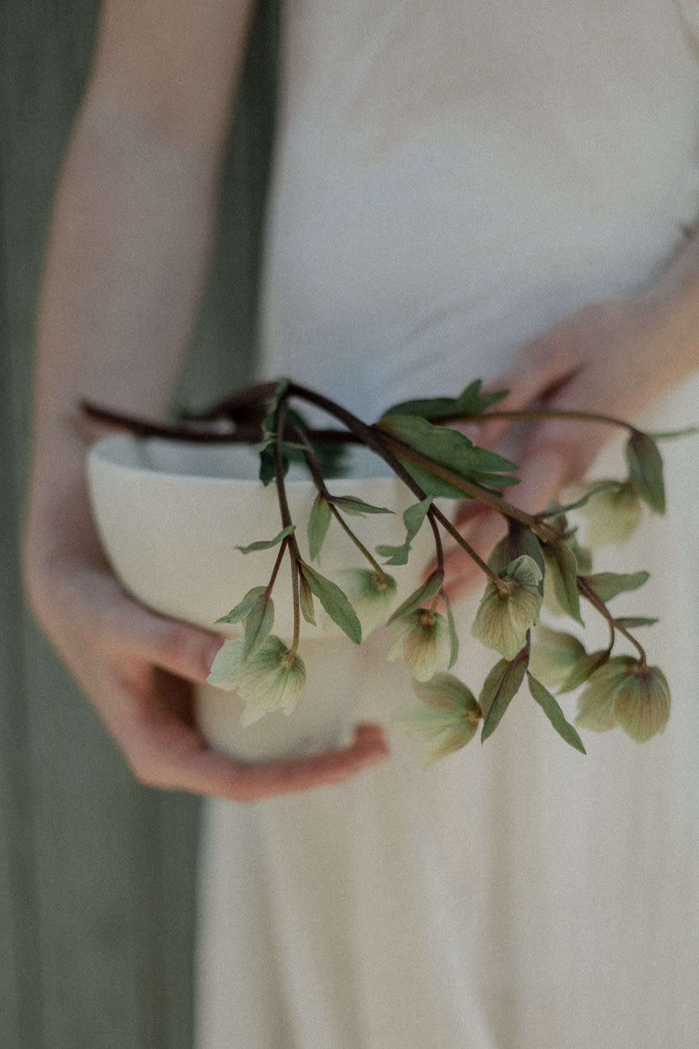 Hellebores from the garden.