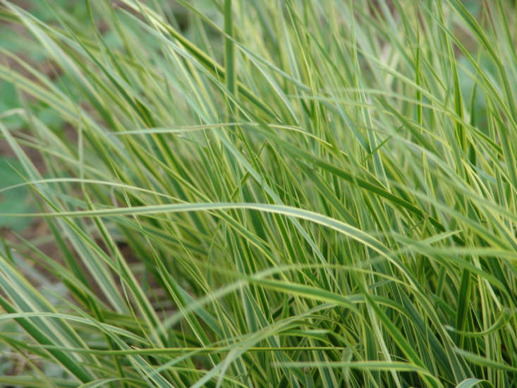 Calamagrostis x acutiflora &#8\2\16;Overdam&#8\2\17;. Photograph by Drew Avery via Flickr.