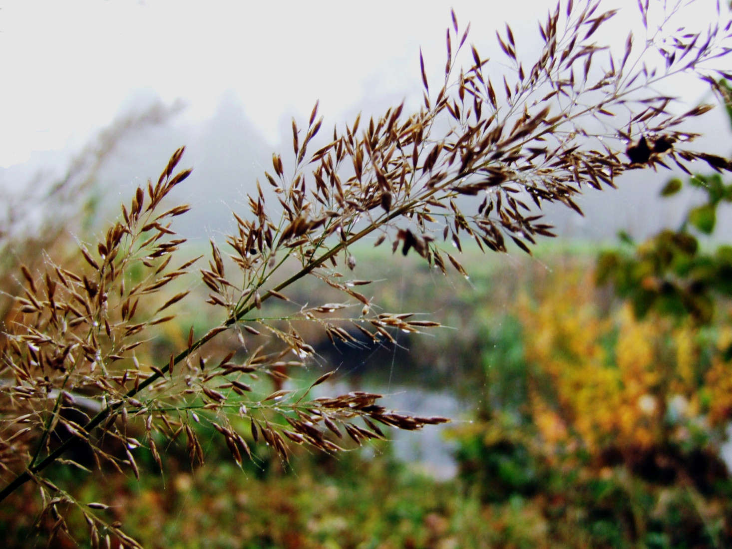 Calamagrostis brachytricha. Photograph by Dominicus Johannes Bergsma via Wikimedia.