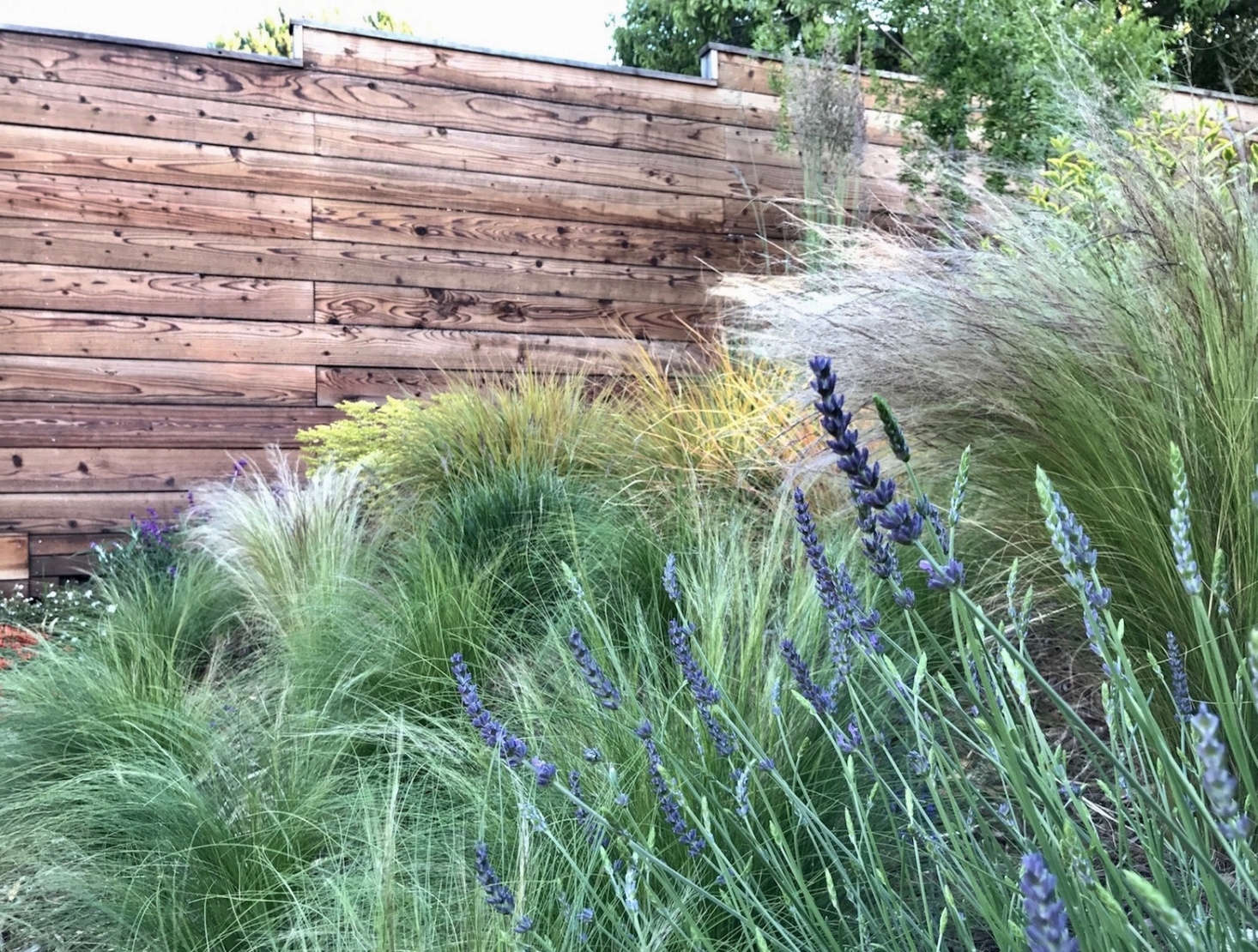 Mix-and-match perennial grasses get along well on a slope; shown here are Mexican feather grass (Stipa), New Zealand wind grass, 