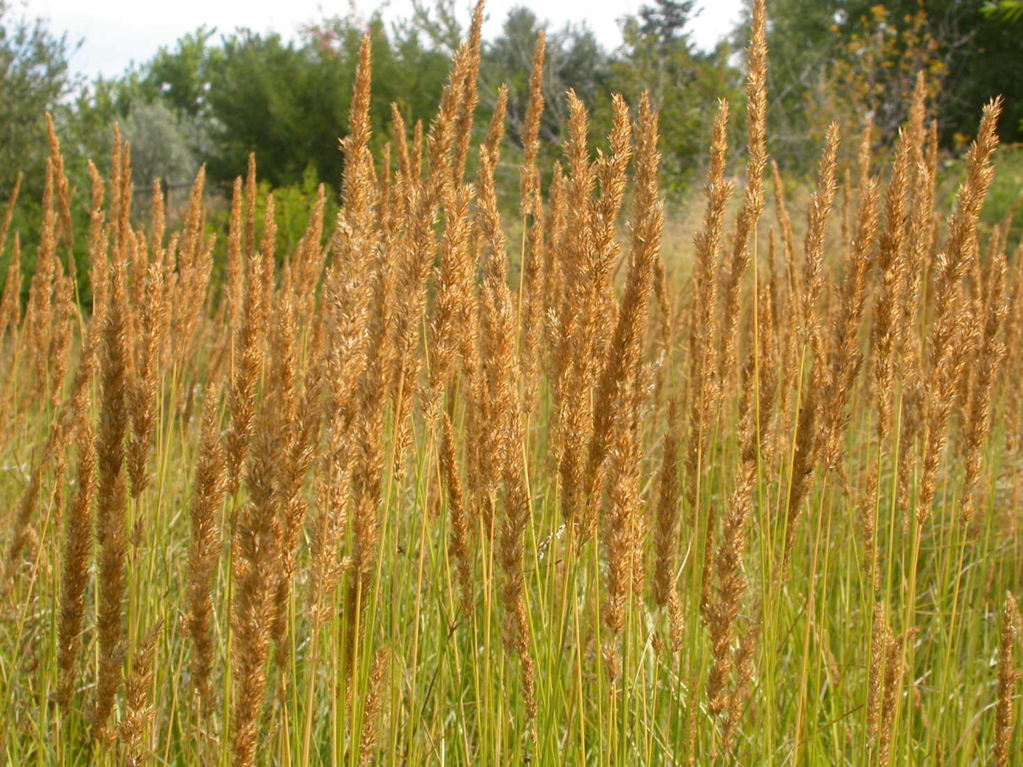 Calamagrostis stricta. Photograph by Matt Lavin via Fickr.