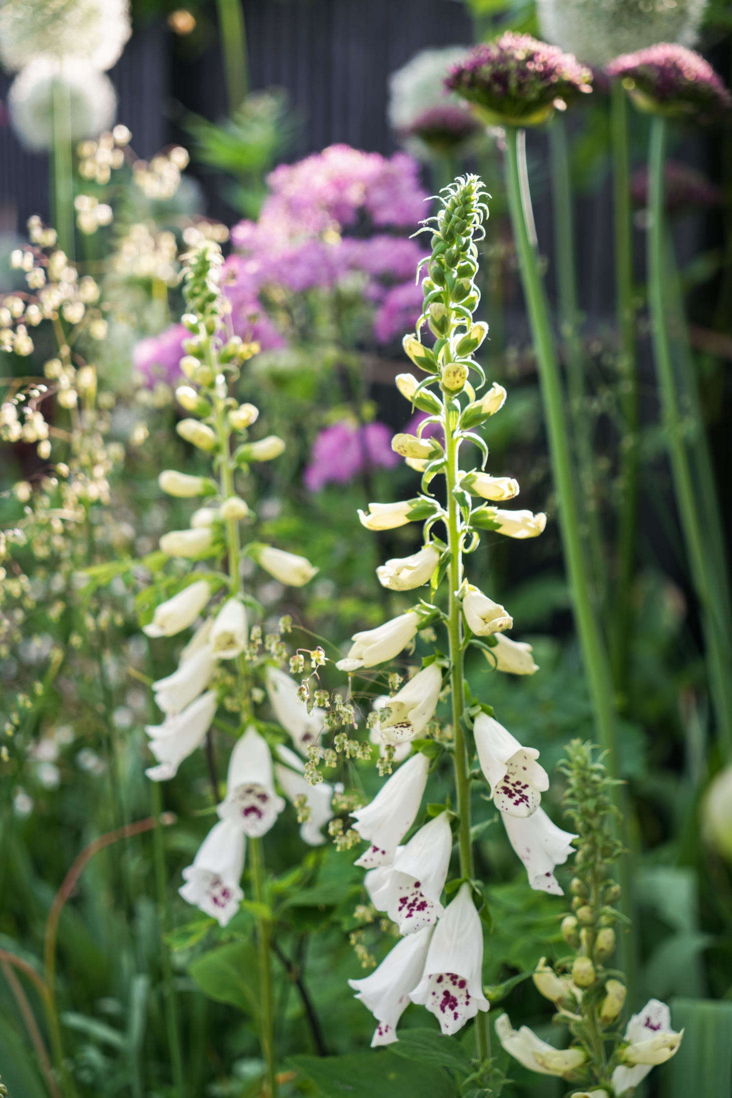 Quaking grass serves as a useful backdrop to showier garden flowers, as seen in this combination of foxgloves and briza. See more in Before & After: A Seaside English Garden by Farlam & Chandler. Photograph courtesy of Farlam & Chandler.