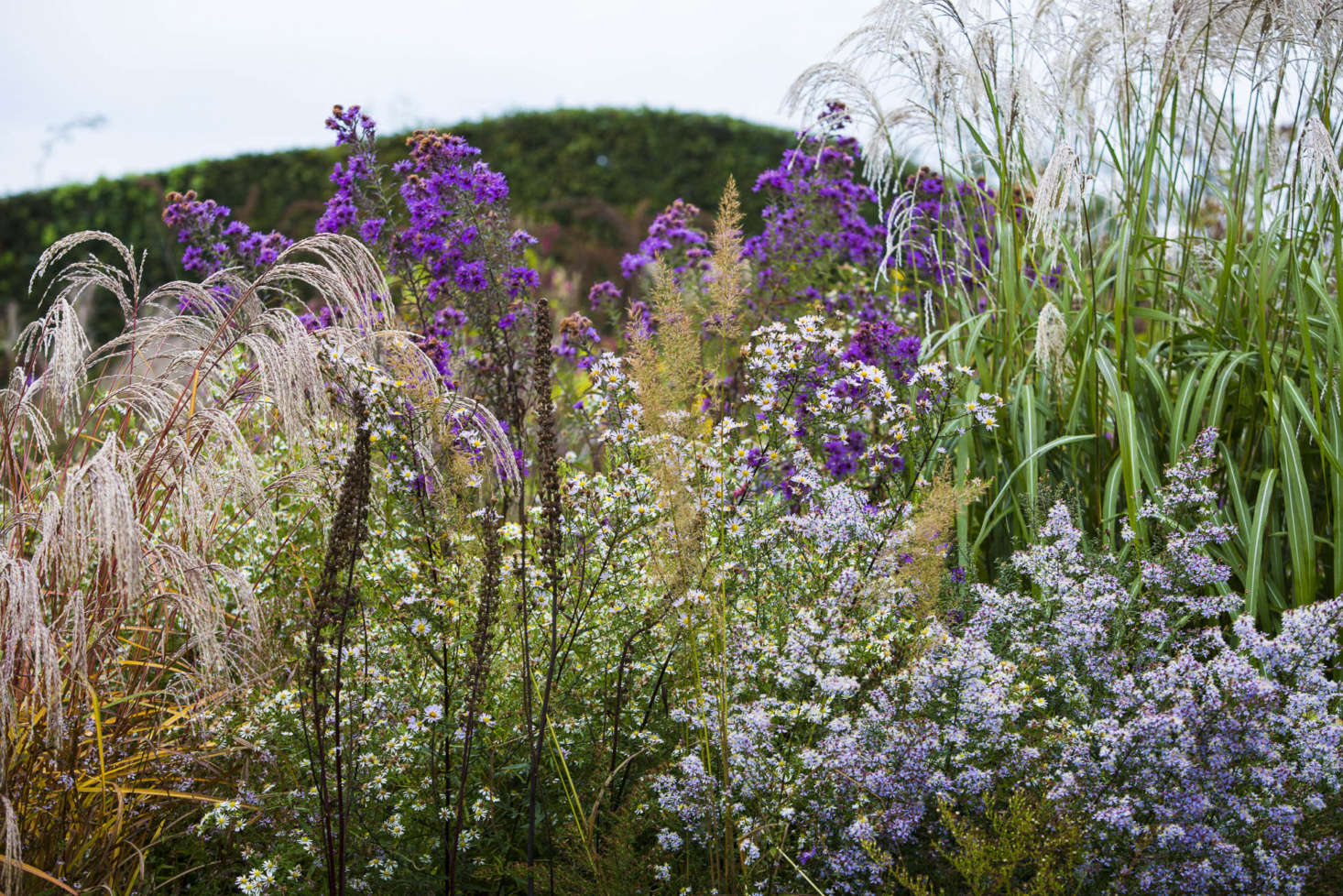 The Plume, or Feather Garden. Herbaceous perennials and grasses are backed up by a wavy hedge.