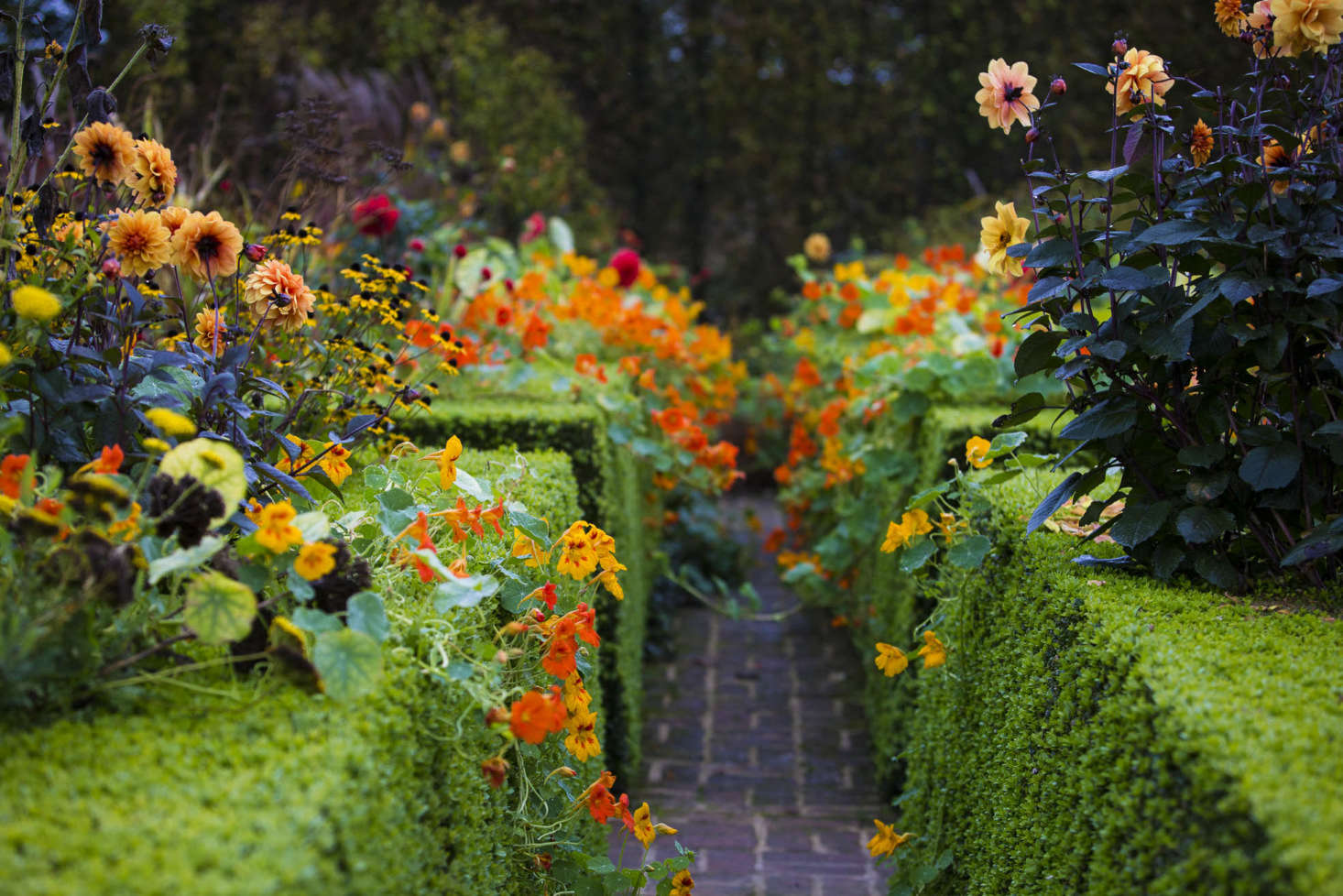 Nasturtiums undermine the formality of the Summer Garden.