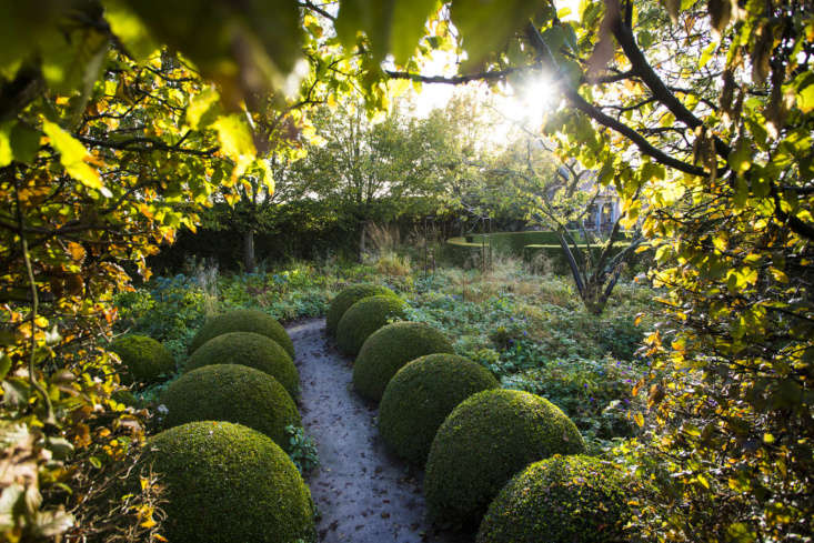 Tight clipping toward the end of summer gives months-long neatness while everything around changes color and shape.