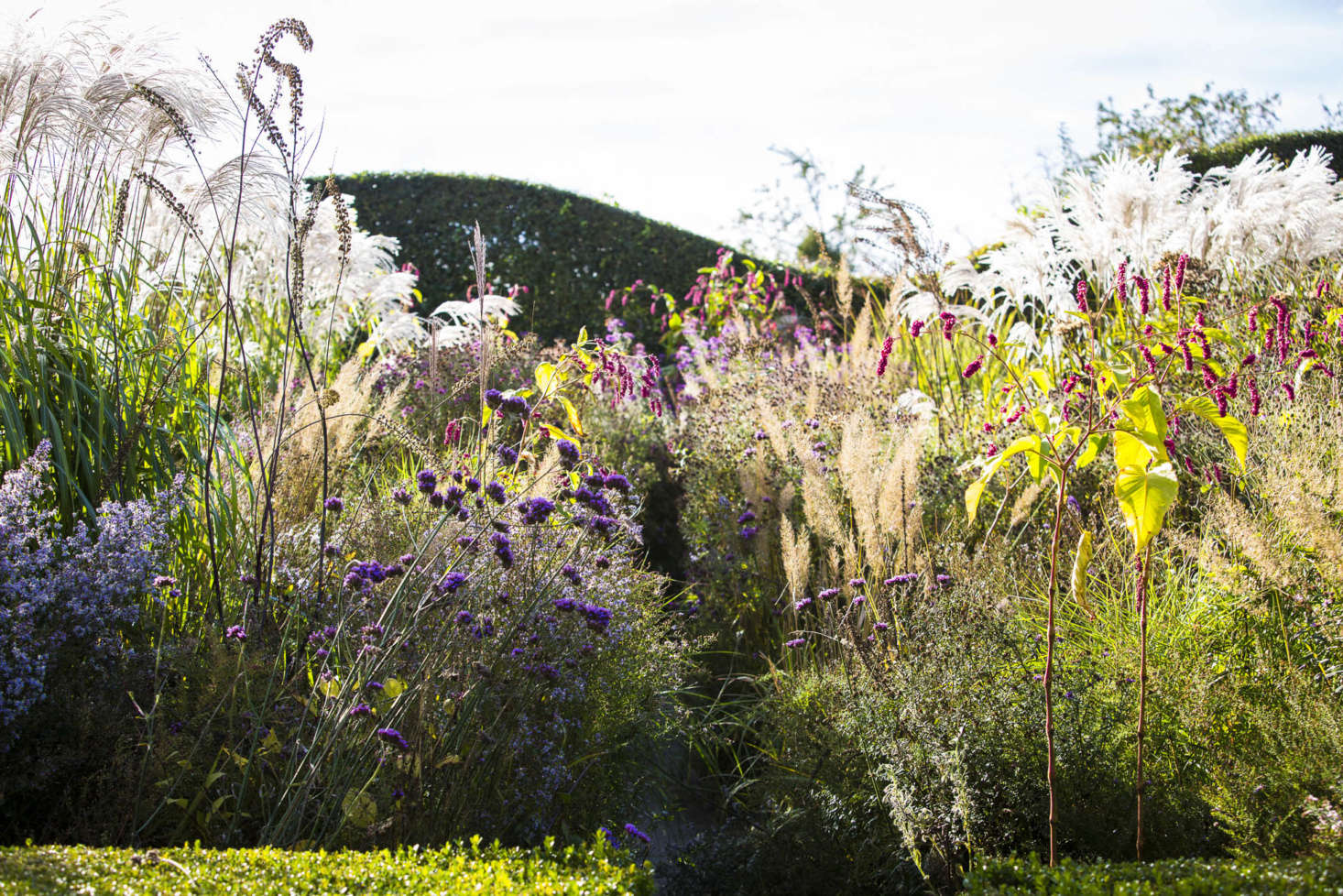 Inside precision-cut enclosures of boxwood, tall perennials are allowed to express themselves.
