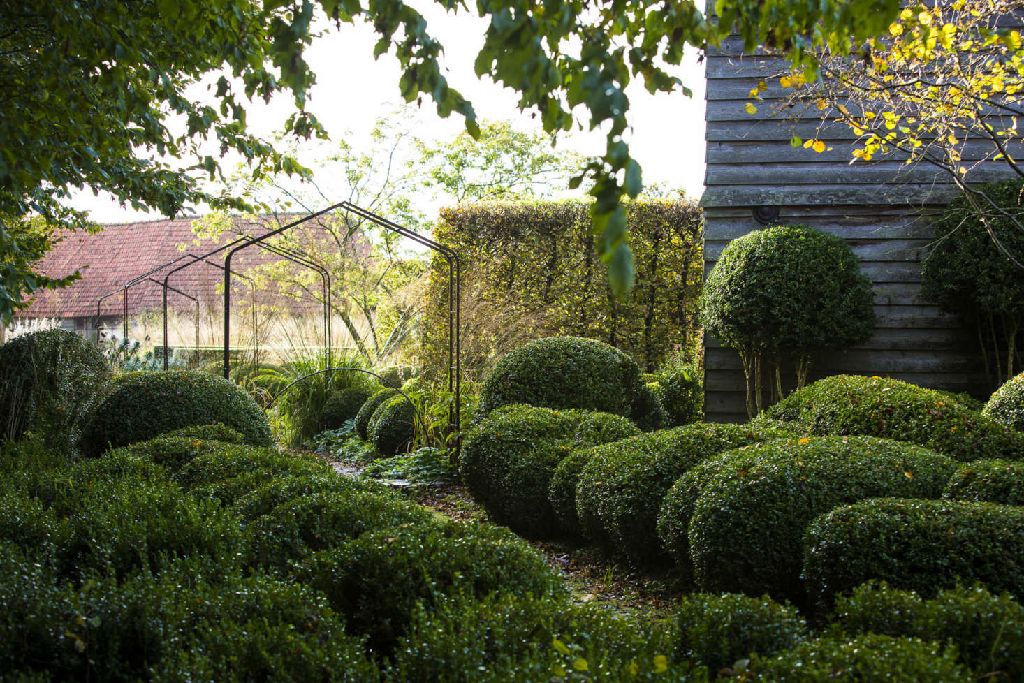 Boxwood topiary is given height by a few taller specimens as well as walls of hornbeam.