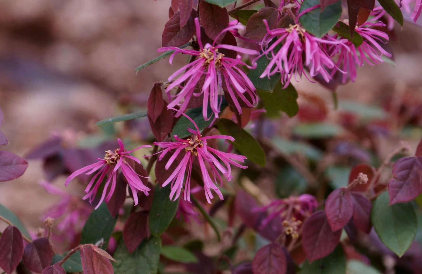 Loropetalum chinense. Photograph by Tatters via Flickr.