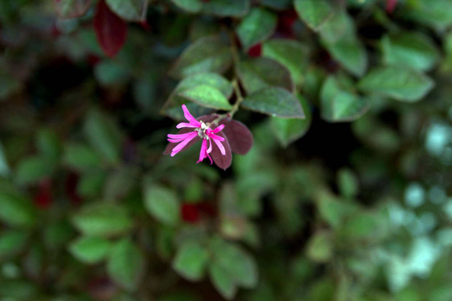 Loropetalum 