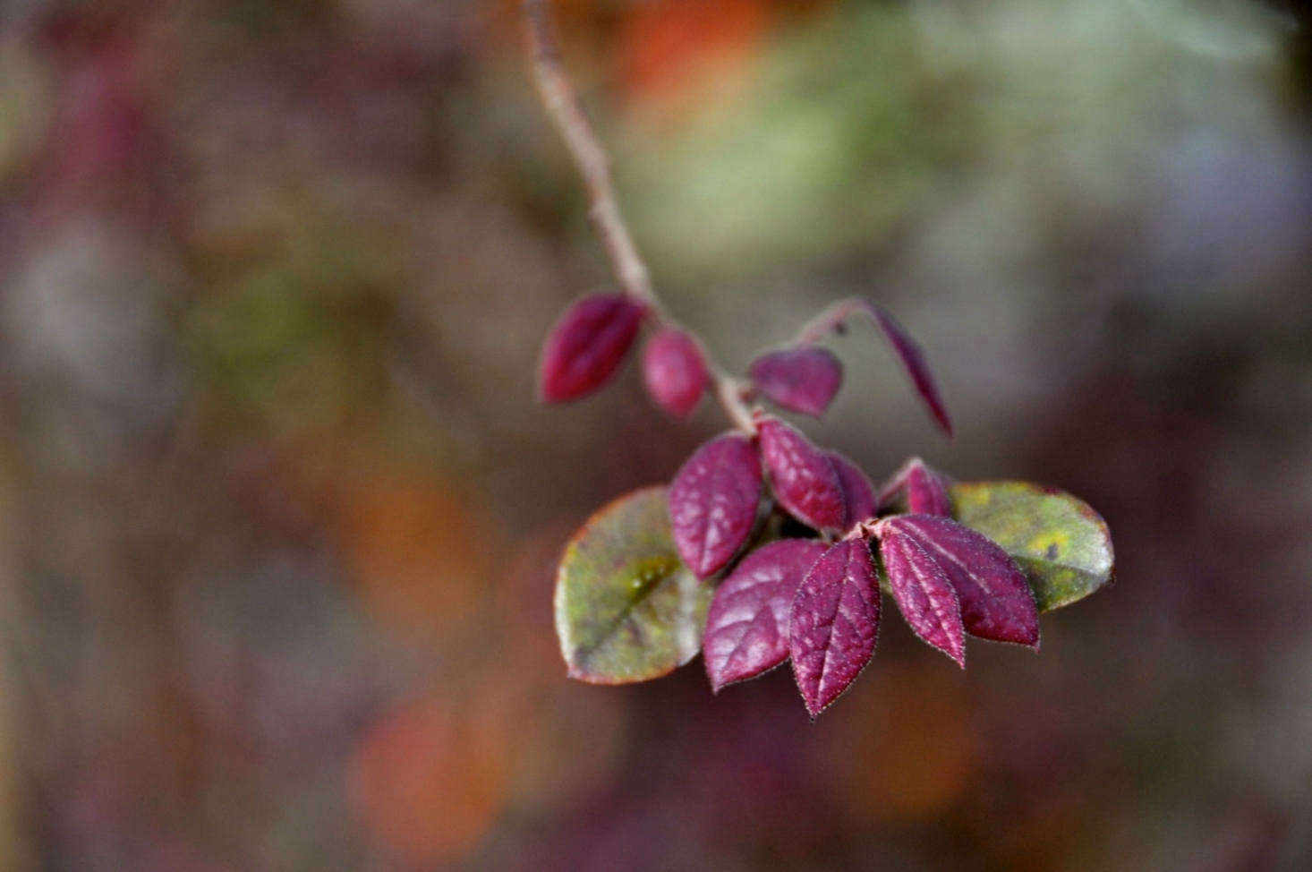 A variety of loropetalum with attractive, burgundy-colored leaves. Photograph by Faunng