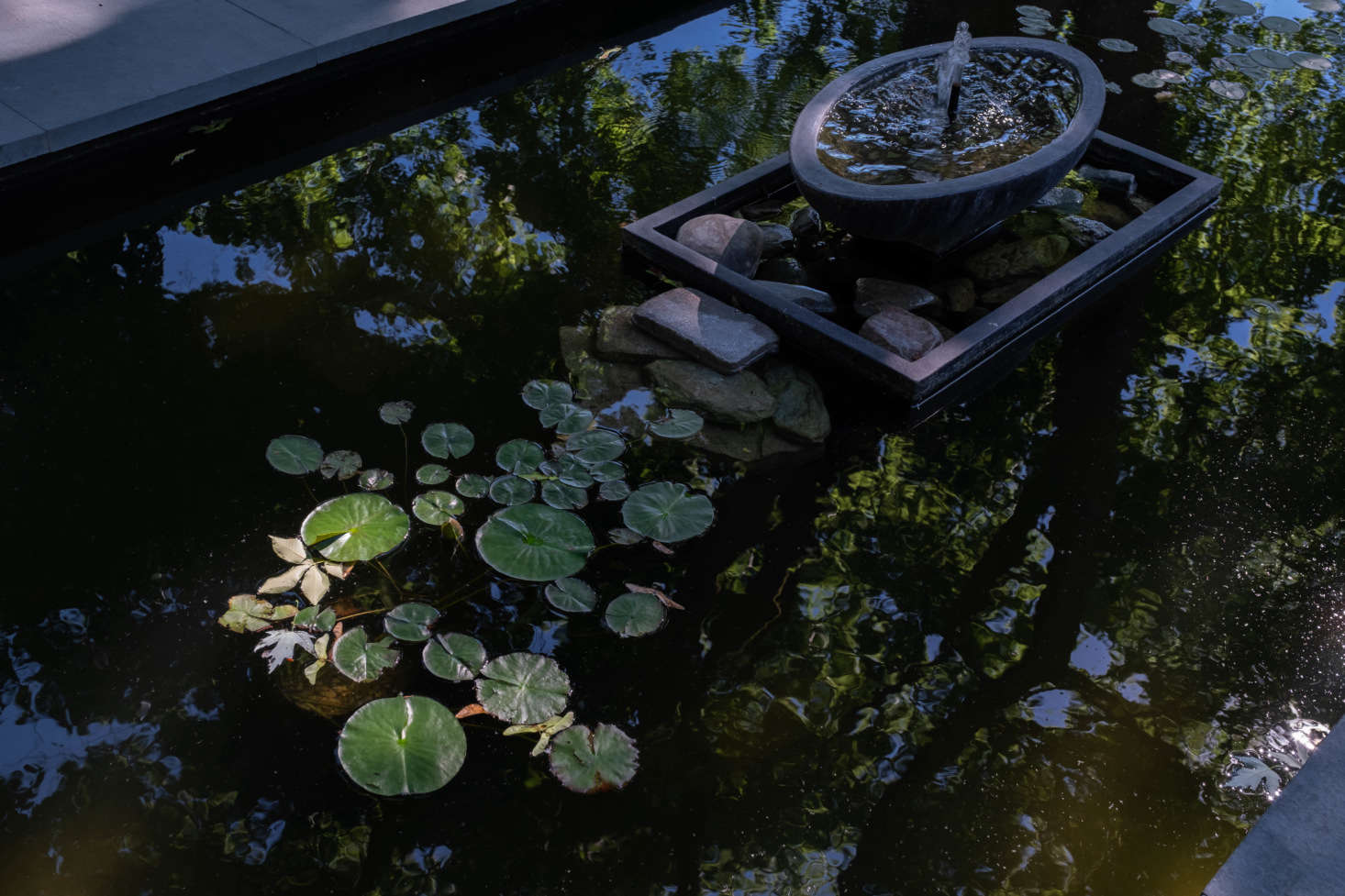 The shallow pool, with lily pads, is home to the couple