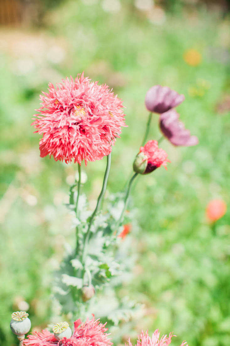 Frilly pompom poppies. To grow your own from seed, a packet of \200 seeds of Papaver Somniferum &#8\2\16;Lilac Pompom&#8\2\17; is £\2.49 from Crocus. Or for US readers, a packet of 300 seeds of Lilac Pompom Poppy is \$3 from Baker Creek.