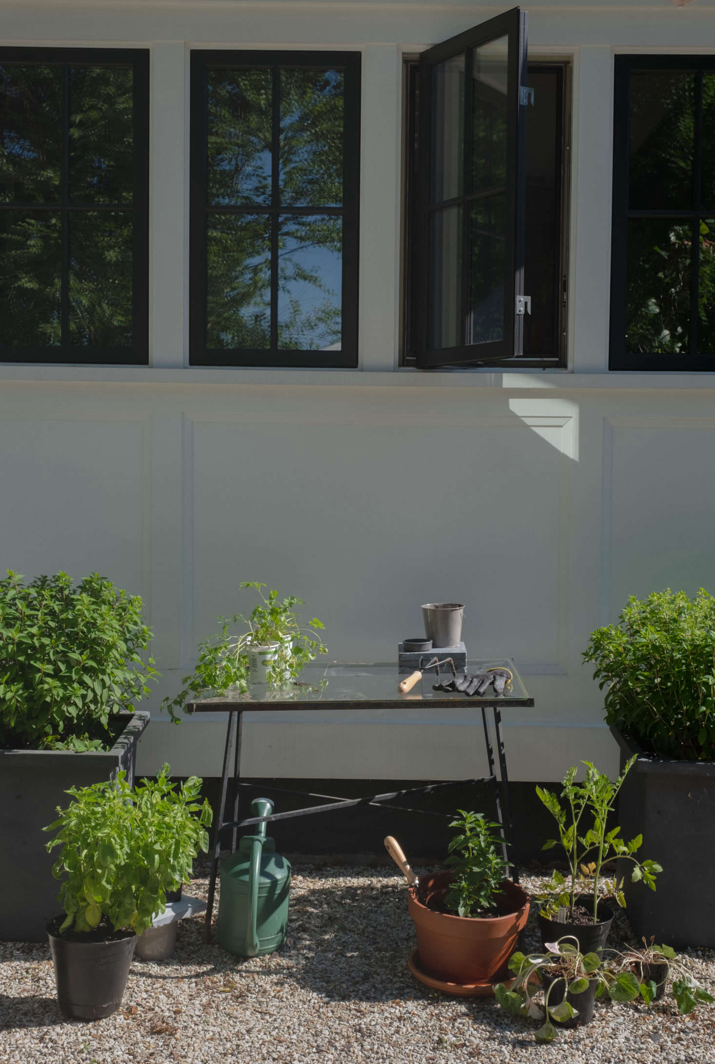 A glass table serves as potting bench, with basil and small strawberries ready to be planted.