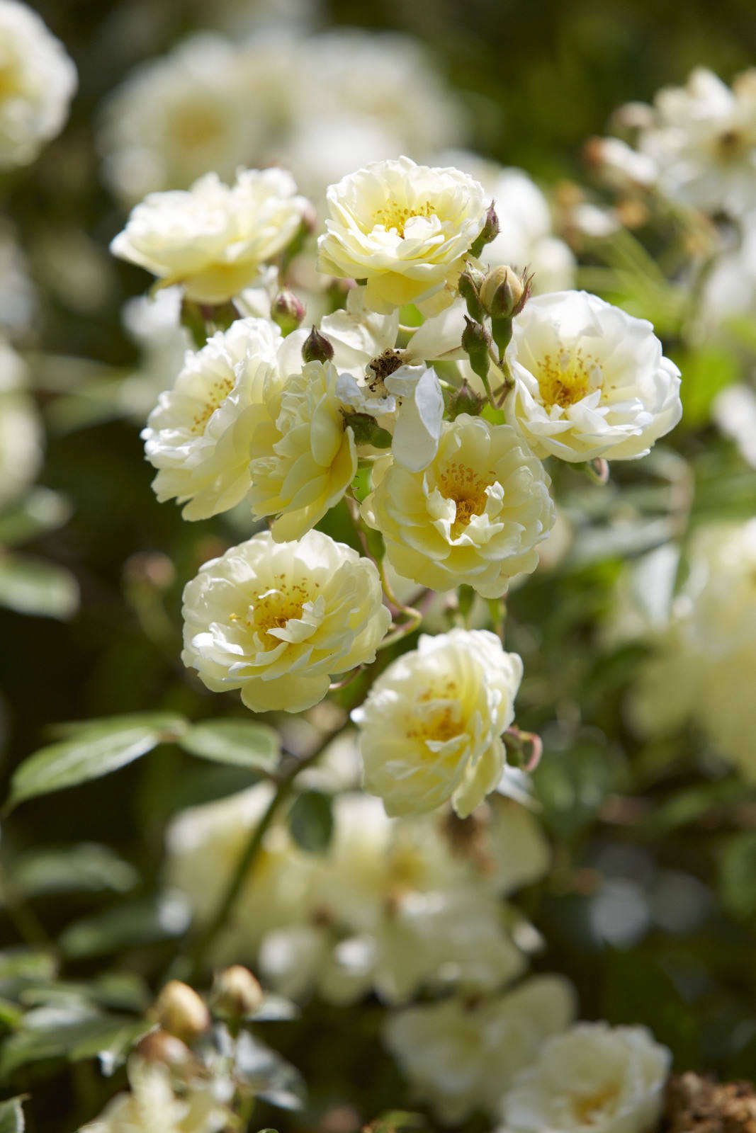 Rosa 
