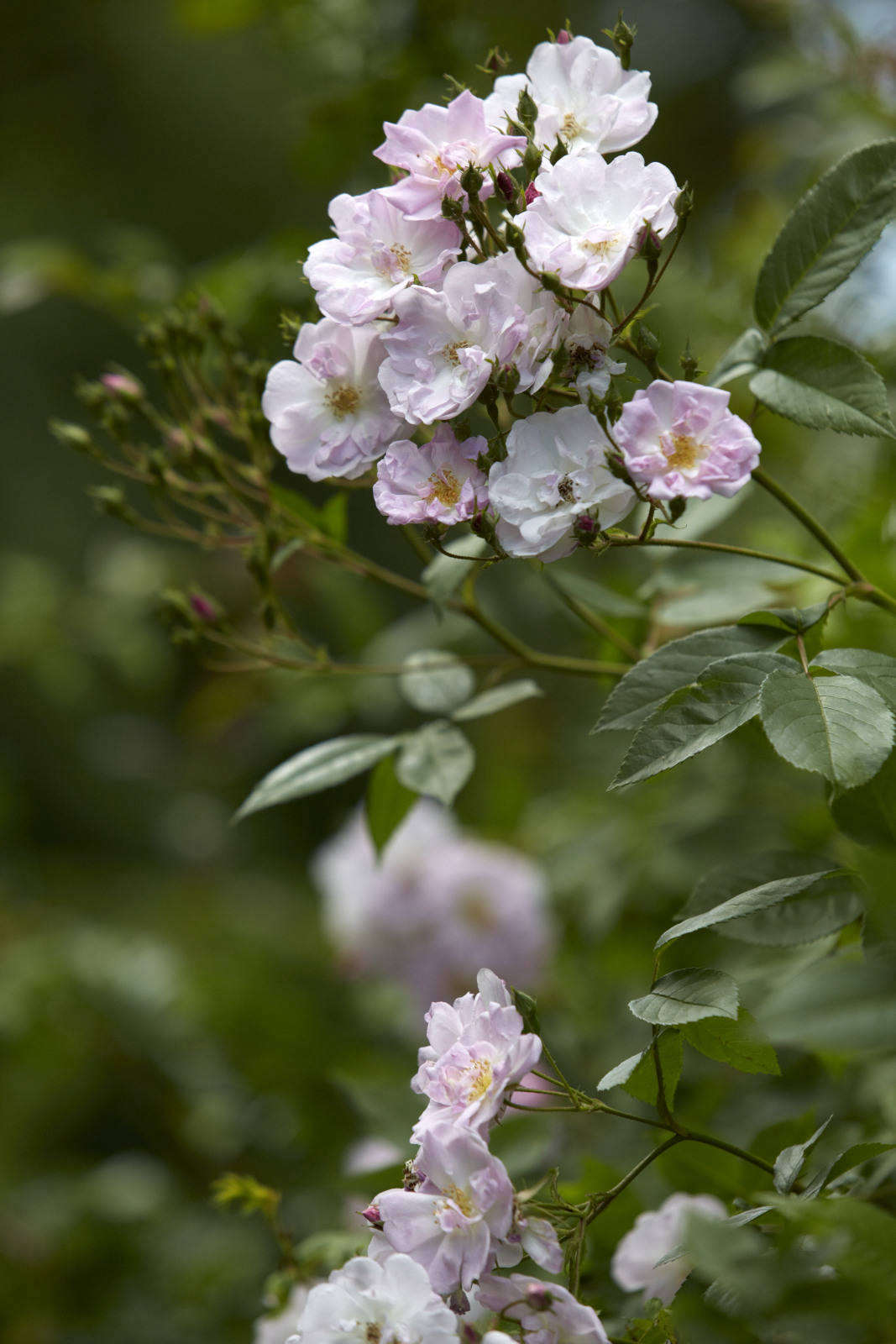 Rambler ‘Narrow Water’ was discovered at and named after Narrow Water Castle in Northern Ireland. Its lavender-pink flower clusters emit a spicy scent. Read more at Everything You Need to Know About Rambler Roses. Photograph by Britt Willoughby Dyer.