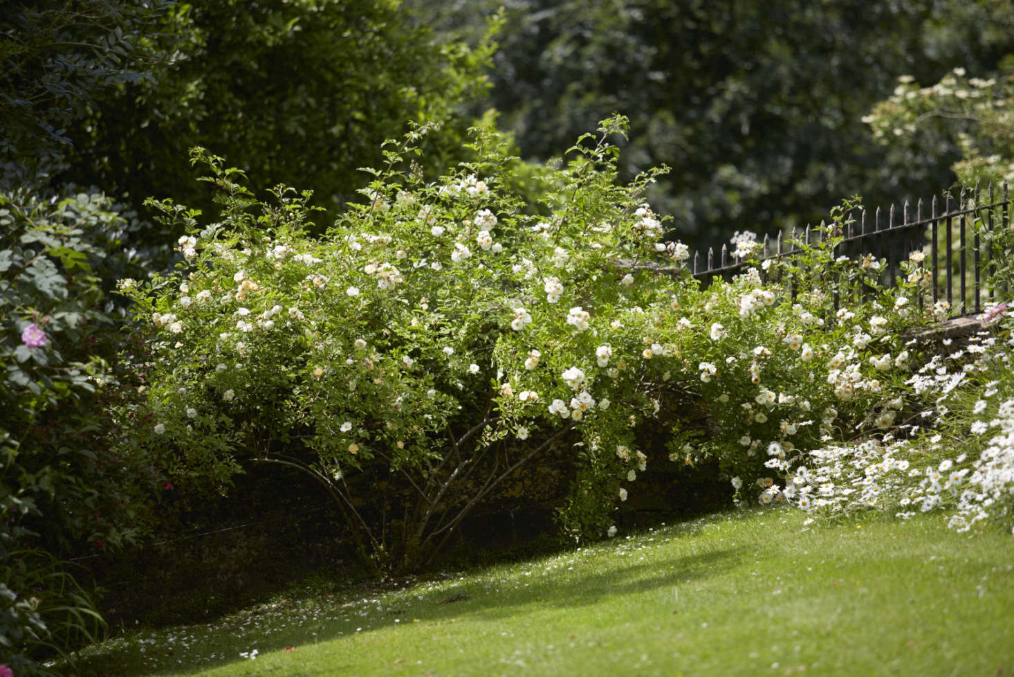 Old wood pruned out of a rambler rose reveals the arching stems of new growth, weighed down with blooms.