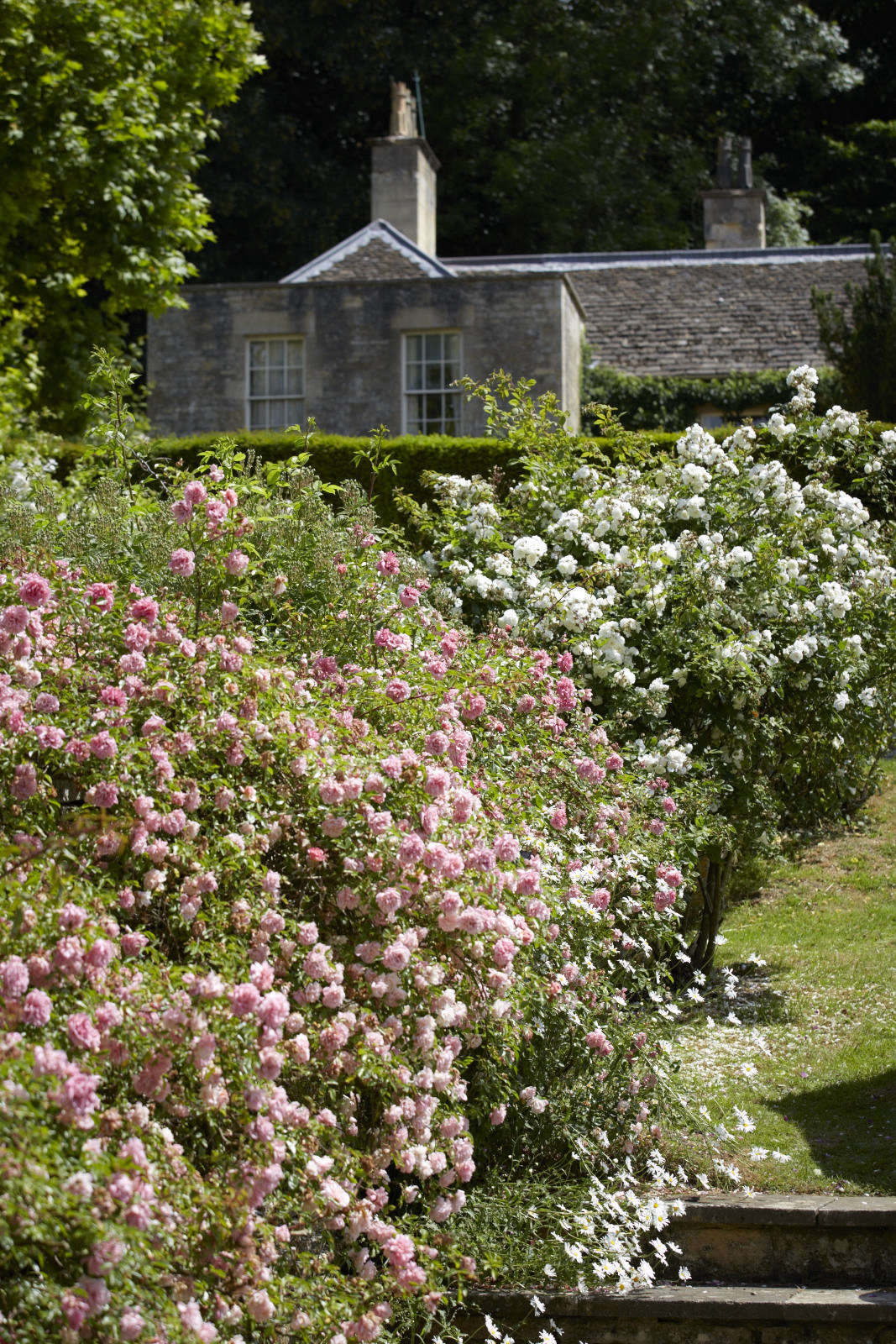 A hedge of ramblers will perfume the air next to a set of steps or a pathway.