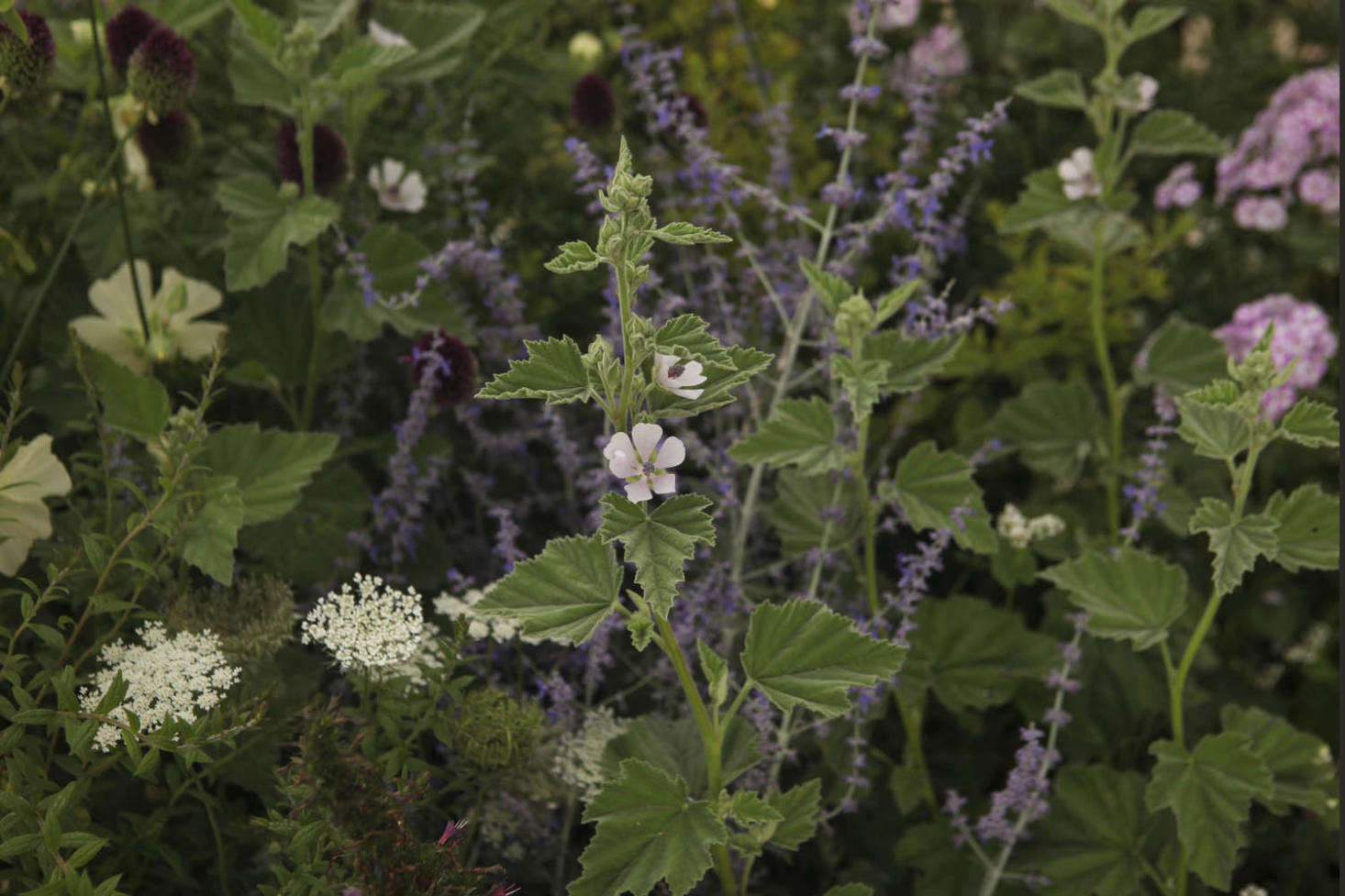 Soothing marshmallow flanked by Russian sage, hollyhocks, drumstick alliums, and umbels of wild carrot.