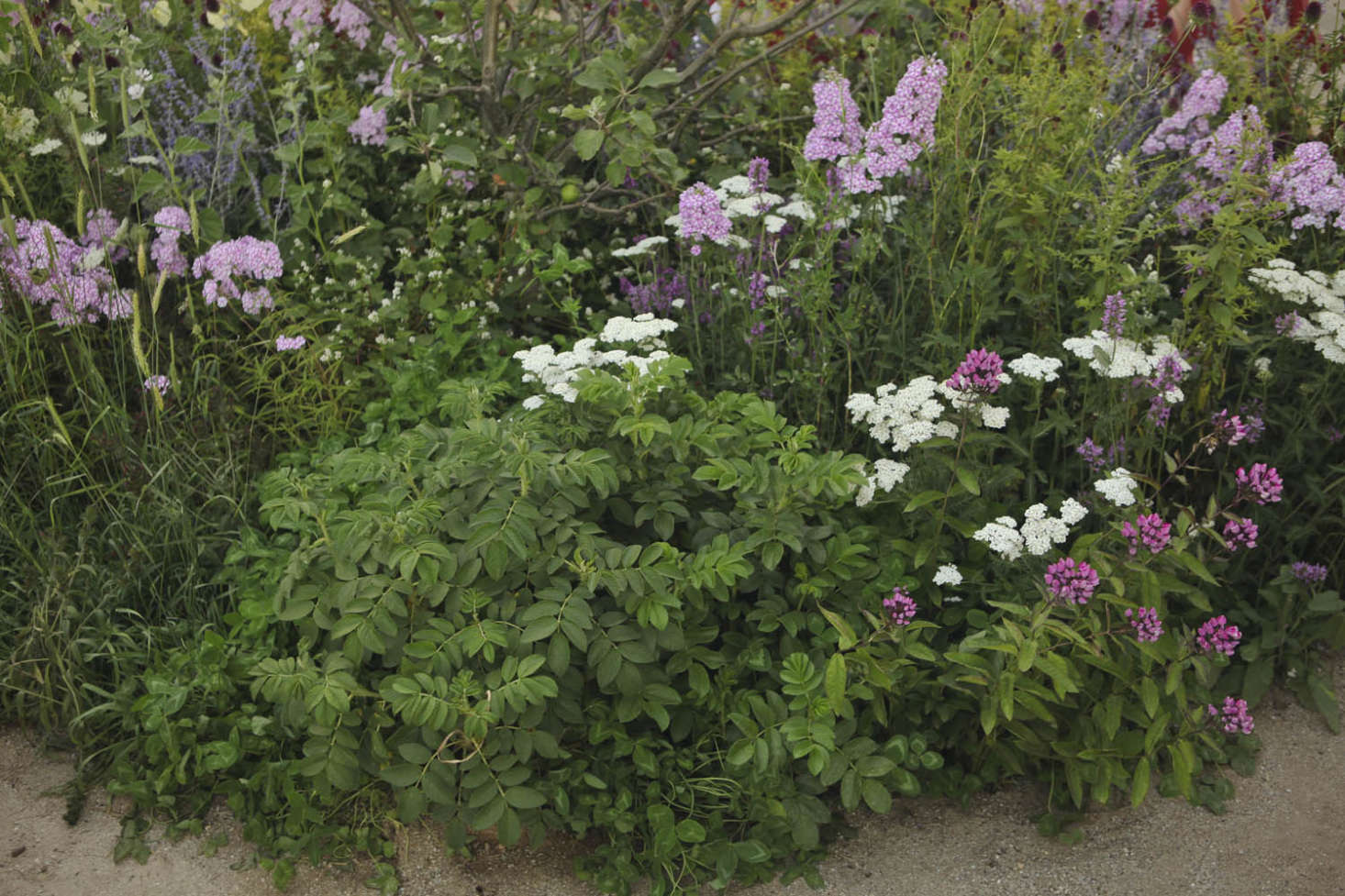 Healers, all. Rosa rugosa flanked by two-tone Phlox paniculata 
