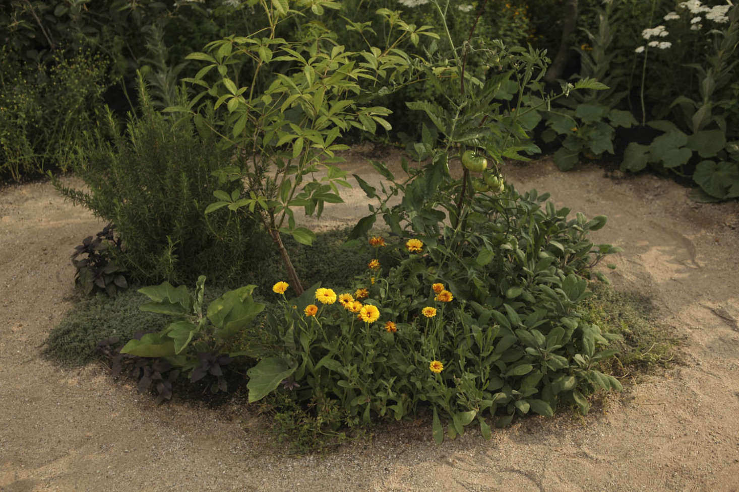 Rosemary, sage, woolly thyme, lentils, calendula, tomatoes, and Siberian ginseng, all muddling together.