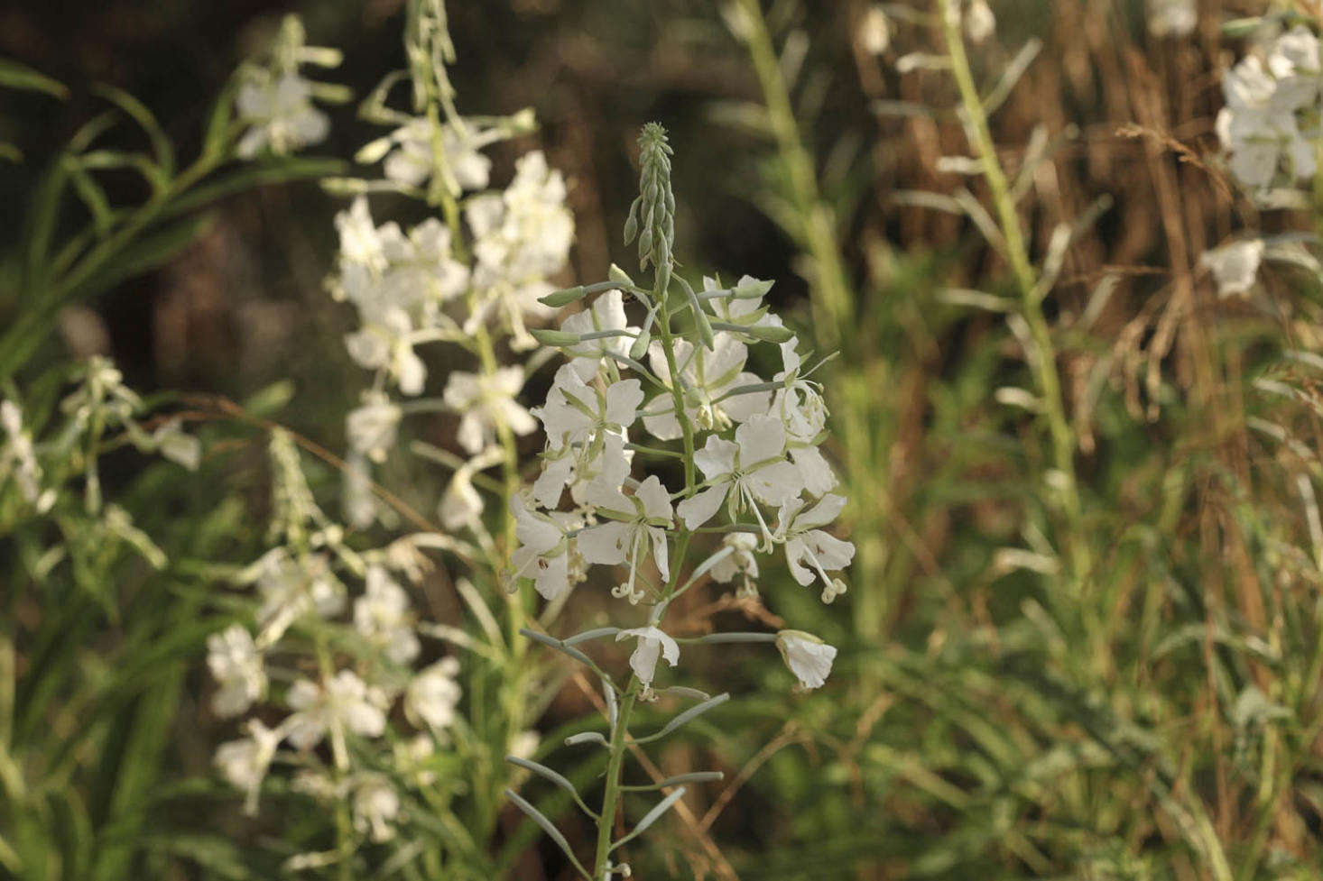 Not a weed, show-garden-worthy Epilobium angustifolium 