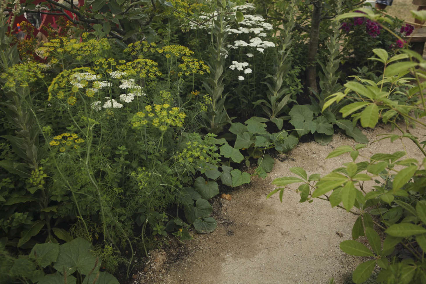Dill (Anethum graveolens) grows close to cucumbers crawling along the ground. Also pictured is white yarrow (Achilleum millefolium 