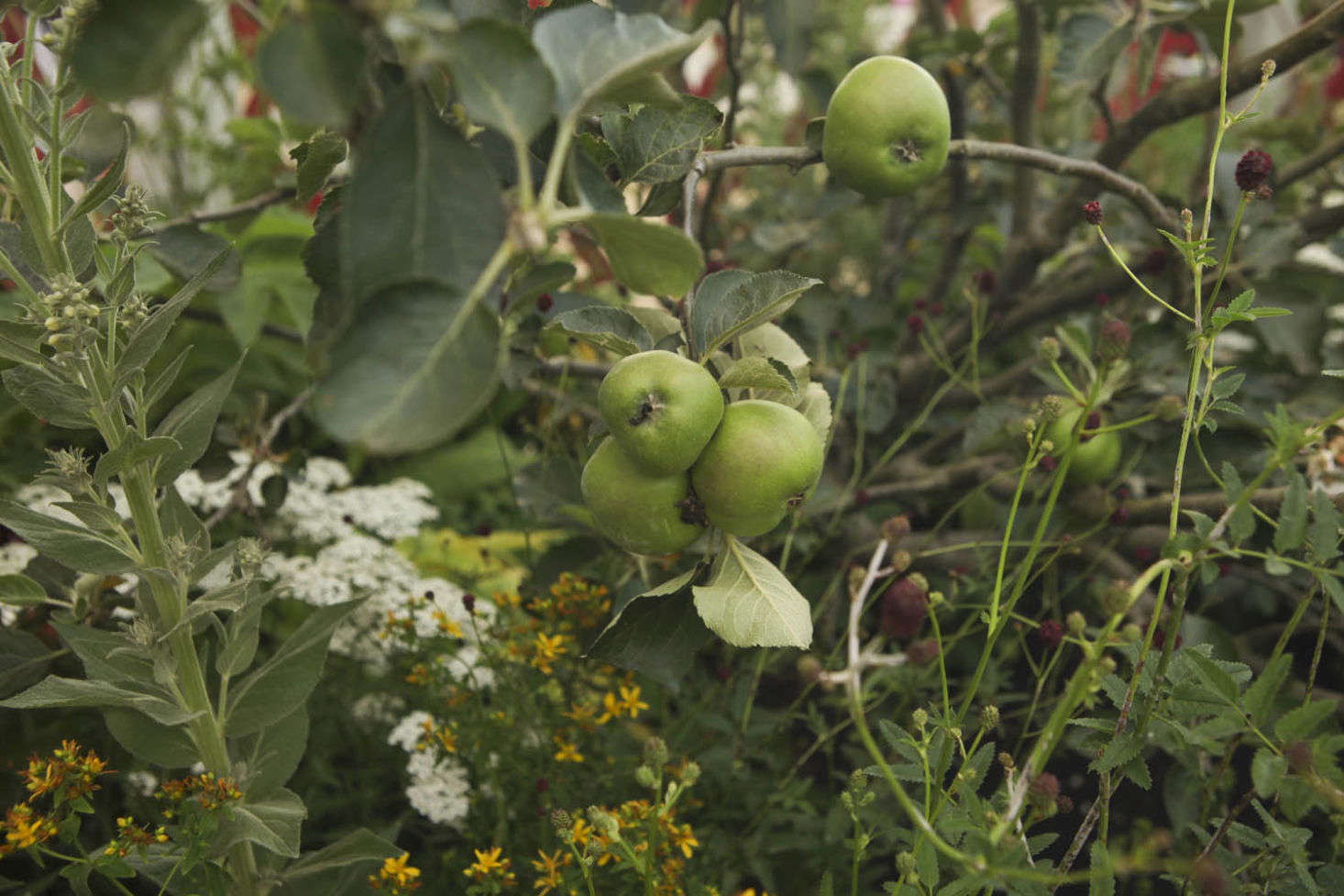 An apple tree grows amid yellow St. John