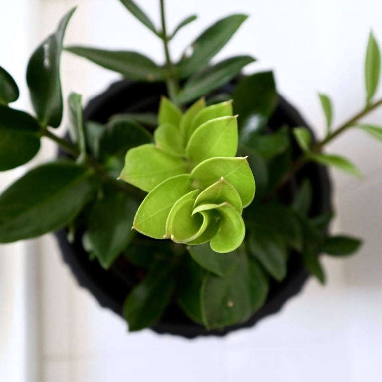 Everything You Need to Know About ZZ Plants Gardenista