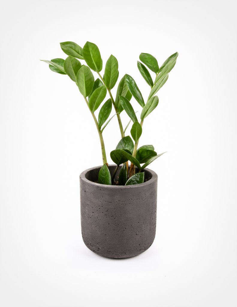 A four-inch Zamioculcas Zamiifolia in a plastic nursery pot is $ at Pistils Nursery.
