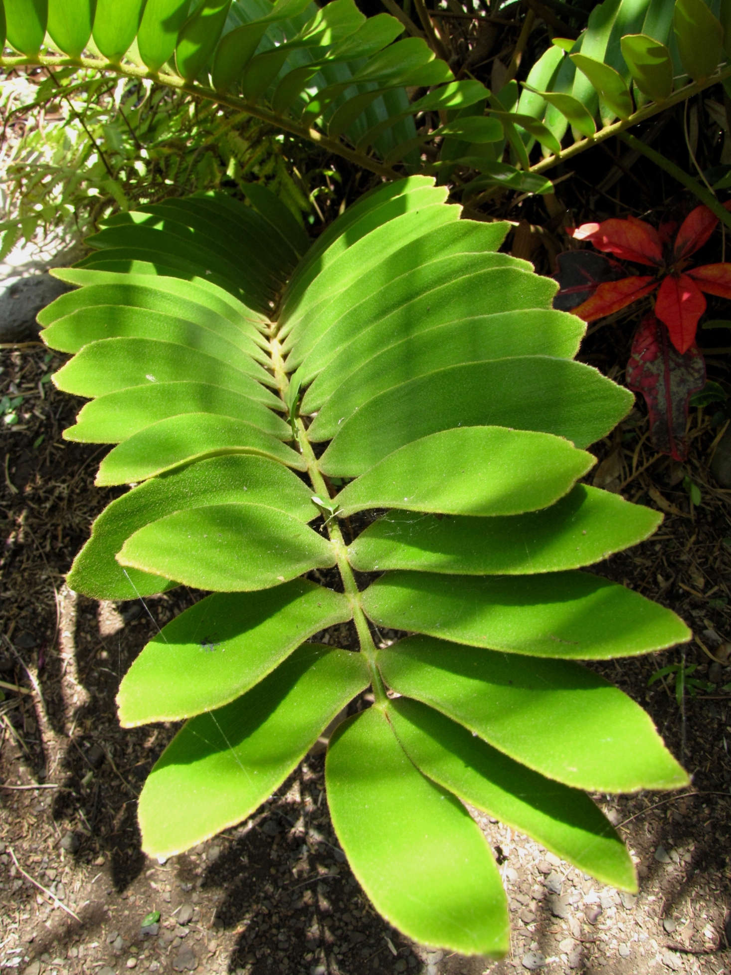 A ZZ plant growing on Maui. Photograph by Forest and Kim Starr via Flickr.