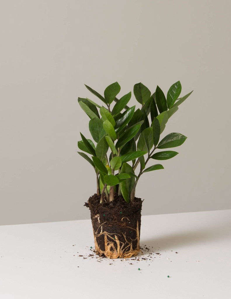 A four-inch ZZ Plant comes in a plastic nursery pot; $data-src=
