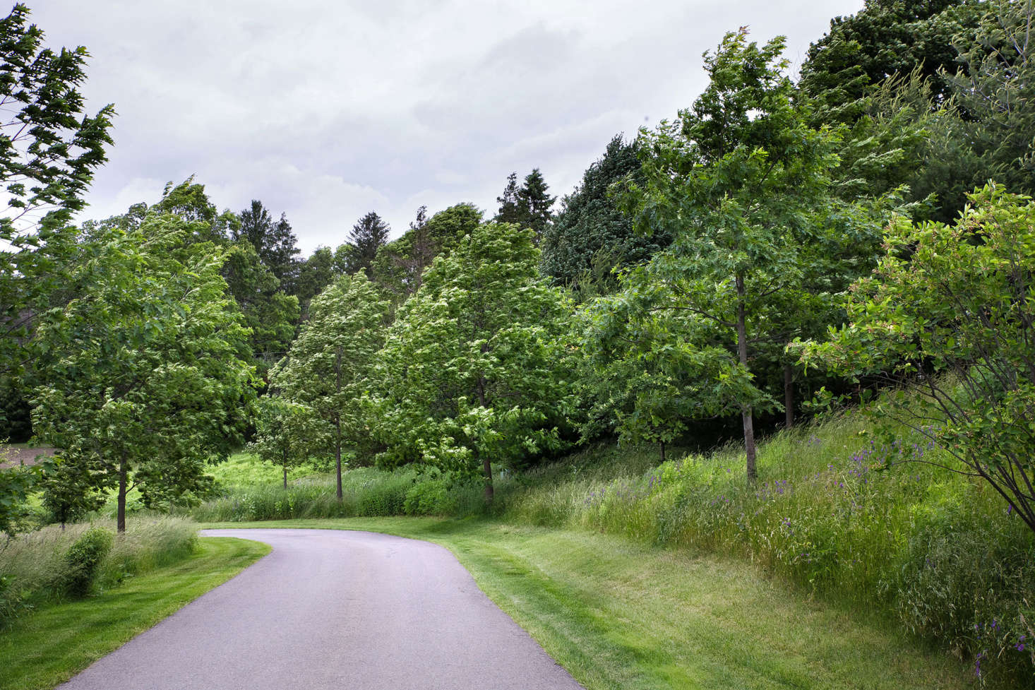 Along the driveway leading to the house, red oak (Quercus rubra) and white pine were planted in a natural, staggered sequence to blend with mature white pine already on the property. 