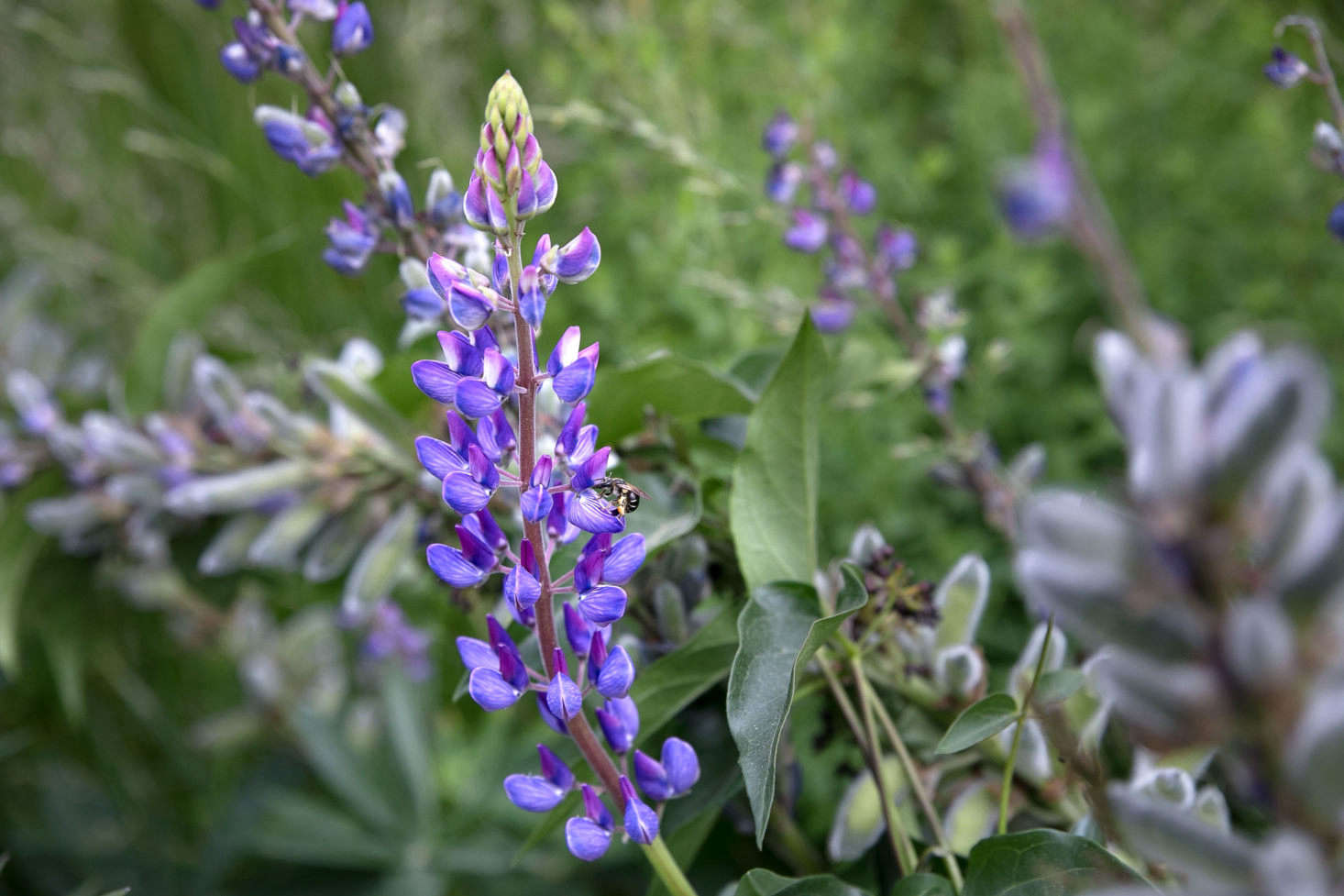 A bee harvests nectar from one of the many lupines that boom in early summer.